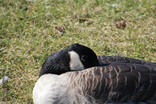 Relaxed Goose,  William Hawrelak Park, Edmonton, Alberta photo