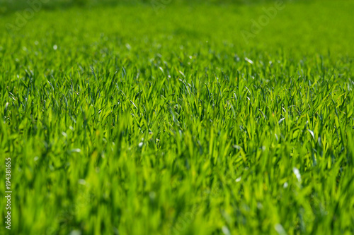 Shallow depth of field shot of green grass lit by the sun