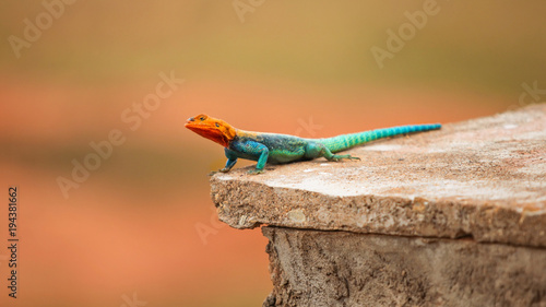 Kenyan Rock Agama (Agama lionotus) resting on stone tile in Ngutuni Safari Lodge, Kenya