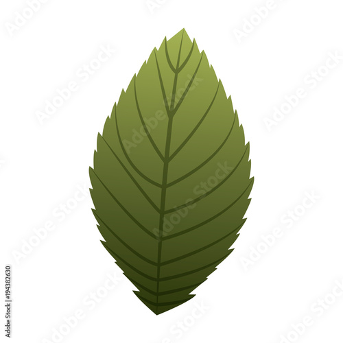 natural eco leaf natural decoration vector illustration