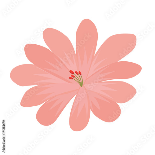 Fototapeta Naklejka Na Ścianę i Meble -  flower delicate decoration floral nature petals vector illustration