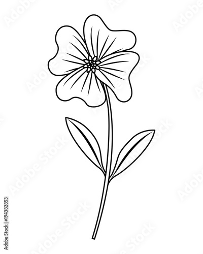 Fototapeta Naklejka Na Ścianę i Meble -  cute flower periwinkle petals leaves stem icon vector illustration outline desing