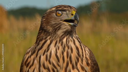 Close up of a falcon