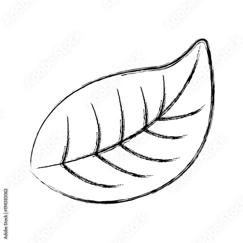 natural foliage leaf botanical icon vector illustration sketch design