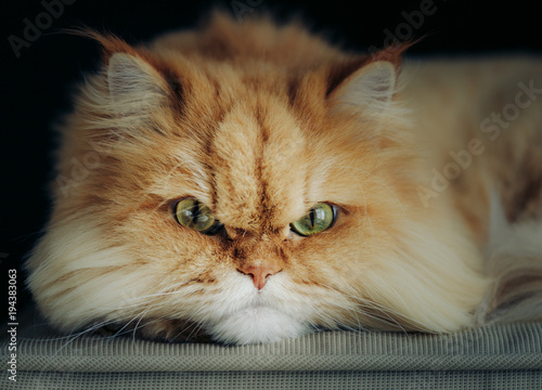 ginger cat looking at camera with green eyes on black background