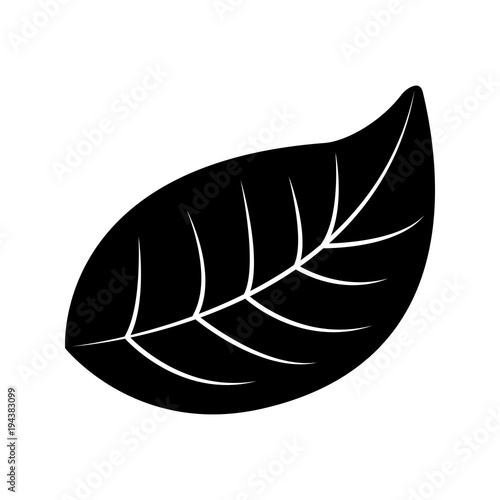 natural foliage leaf botanical icon vector illustration pictogram design
