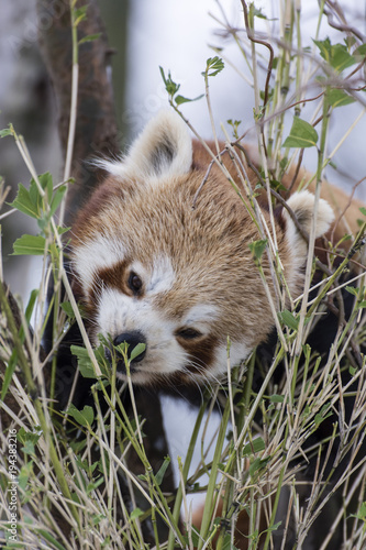 Fototapeta Naklejka Na Ścianę i Meble -  Panda red eating bamboo leaves in winter.