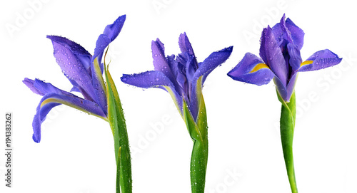 Fototapeta Naklejka Na Ścianę i Meble -  Water drops on spring iris flower isolated on white background.
