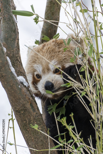 Fototapeta Naklejka Na Ścianę i Meble -  Panda red eating bamboo leaves in winter.