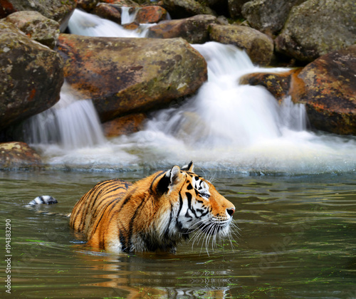 Siberian Tiger (Panthera tigris altaica) in water.