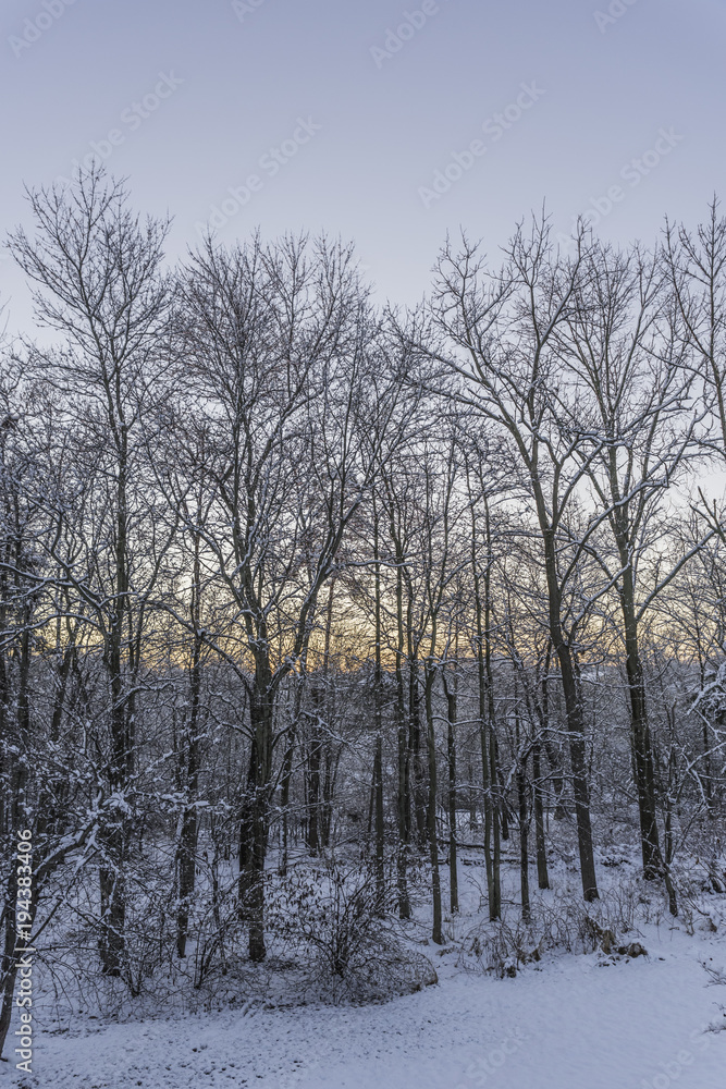 snowy winter woods at dawn vertical