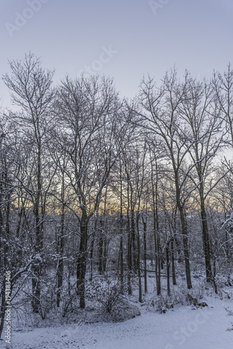 snowy winter woods at dawn vertical