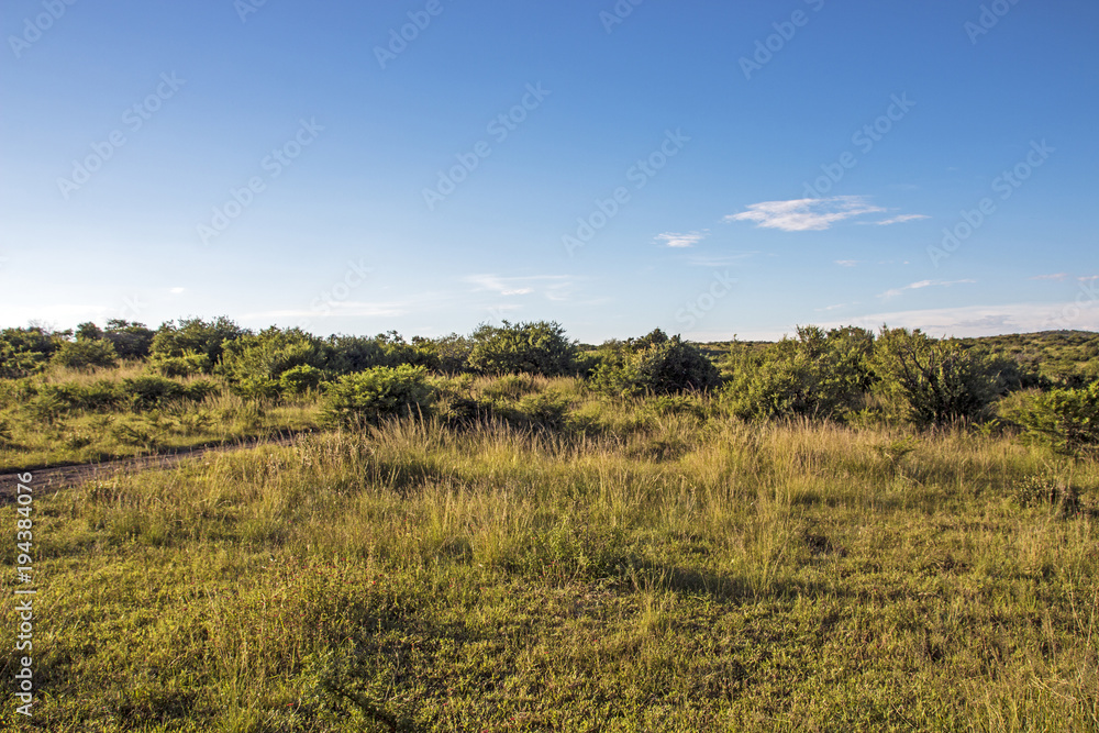 Dry Bush and Grassland with Blue Coudy Skyline Landscape Dry Bush and Grassland with Blue Coudy Skyline Landscape