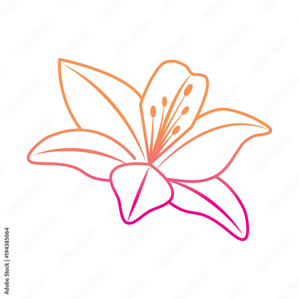 flower lily delicate decoration floral nature petals vector illustration degrade color line image