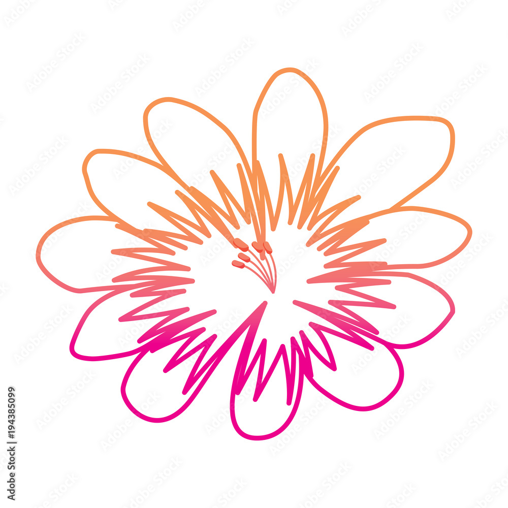 flower delicate decoration floral nature petals vector illustration degrade color line image