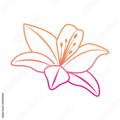 flower lily delicate decoration floral nature petals vector illustration degrade color line image