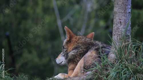 red wolf laying under tree