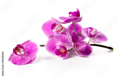 orchid isolated on white