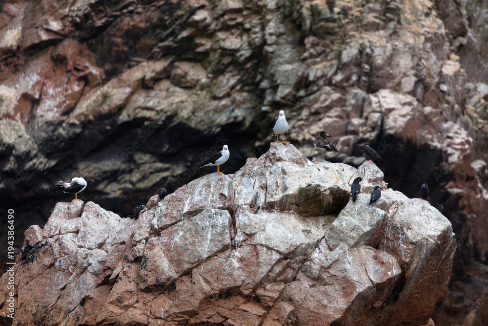 Ballestas Islands, Perù Ballestas Islands, Perù
