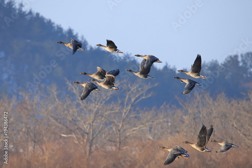 飛び立つオオヒシクイ　Taiga bean goose  © tera