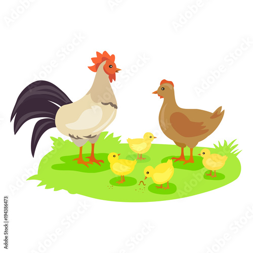chicken family. Rooster, hen and chickens