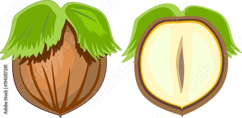 Unpeeled hazelnut and cut in half inside longitudinal section