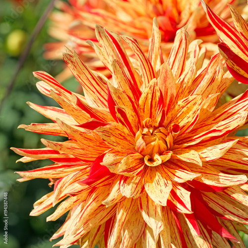 Fototapeta Naklejka Na Ścianę i Meble -  Dahlien, Dahlias