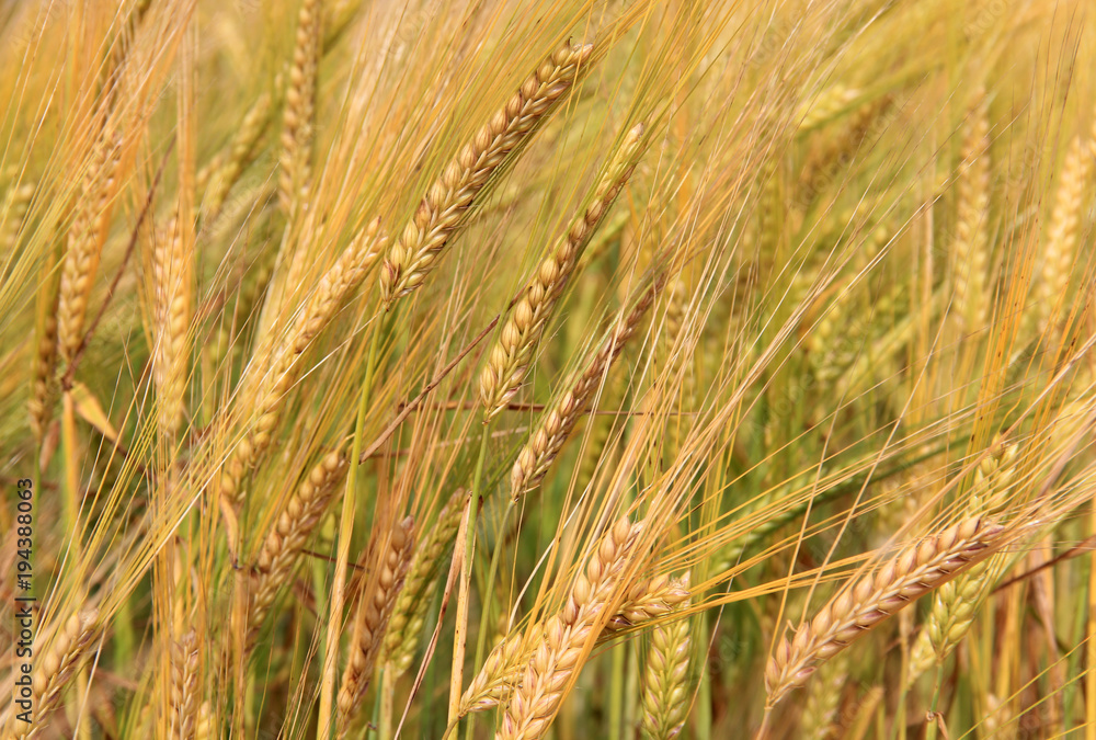 Large field of fresh wheat and sky whit clouds in countryside Large field of fresh wheat and sky whit clouds in countryside