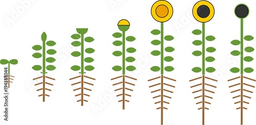 Stylized sunflower life cycle. Growth stages from seed to flowering and fruit-bearing plant with root system