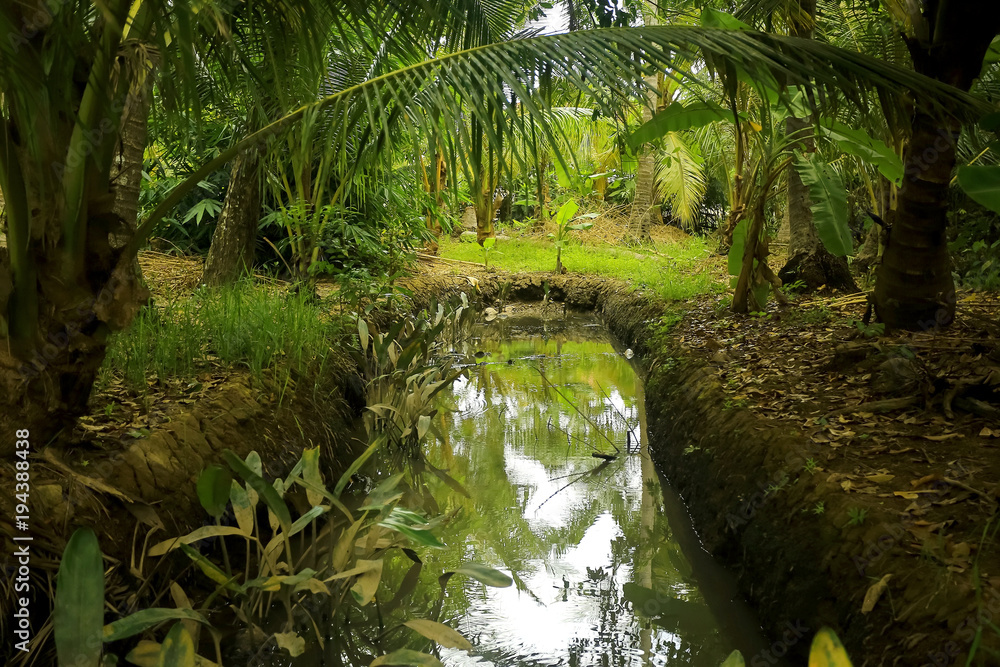 Obraz premium Trees in the jungle in Asia