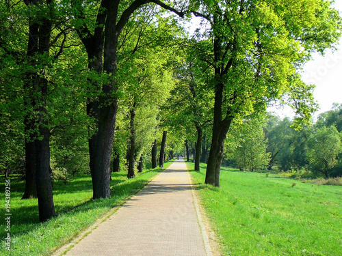 leerer Radweg mit satten grünen Wiesen und Bäumen in einem Park bei sonnigem Wetter © Matthias