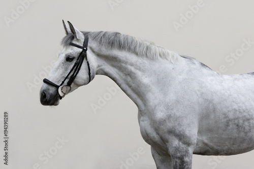 Portrait of grey horse with bridle look back isolated on light background