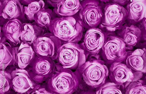 floral background. Ultra Violet roses background