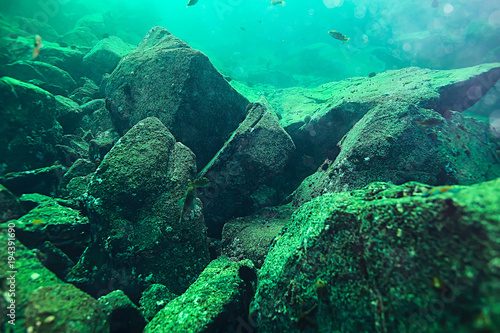 shell mussels on the sea bottom underwater photo