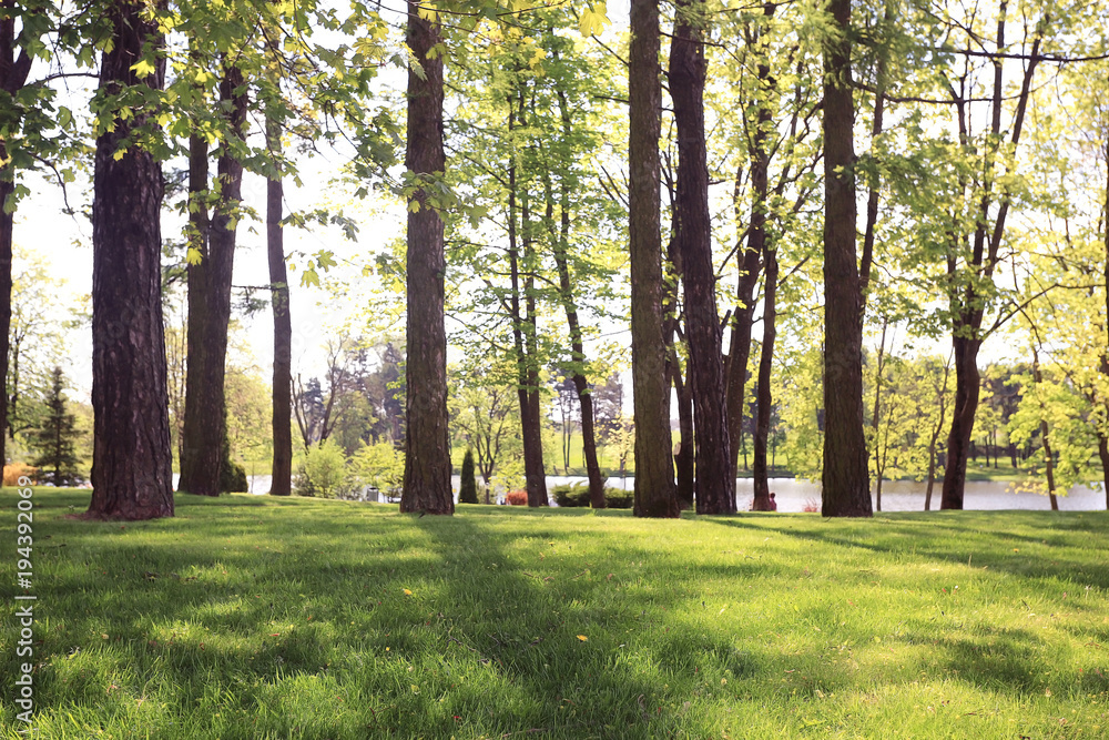 Fototapeta premium Alley in spring park green trees