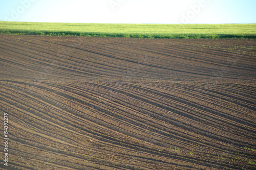  plowed field. Agrarian geometry.Arable land and field with green wheat. Green field, brown arable land.Agrarian background 