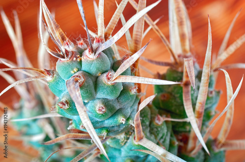 Cactus with paper-like spines, close-up. Unusual cactus Tephrocactus articulatus. photo