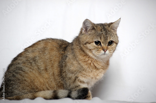 British tabby cat on a light background photo