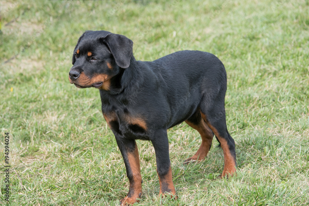 Rottweiler dog on the green grass outdoor