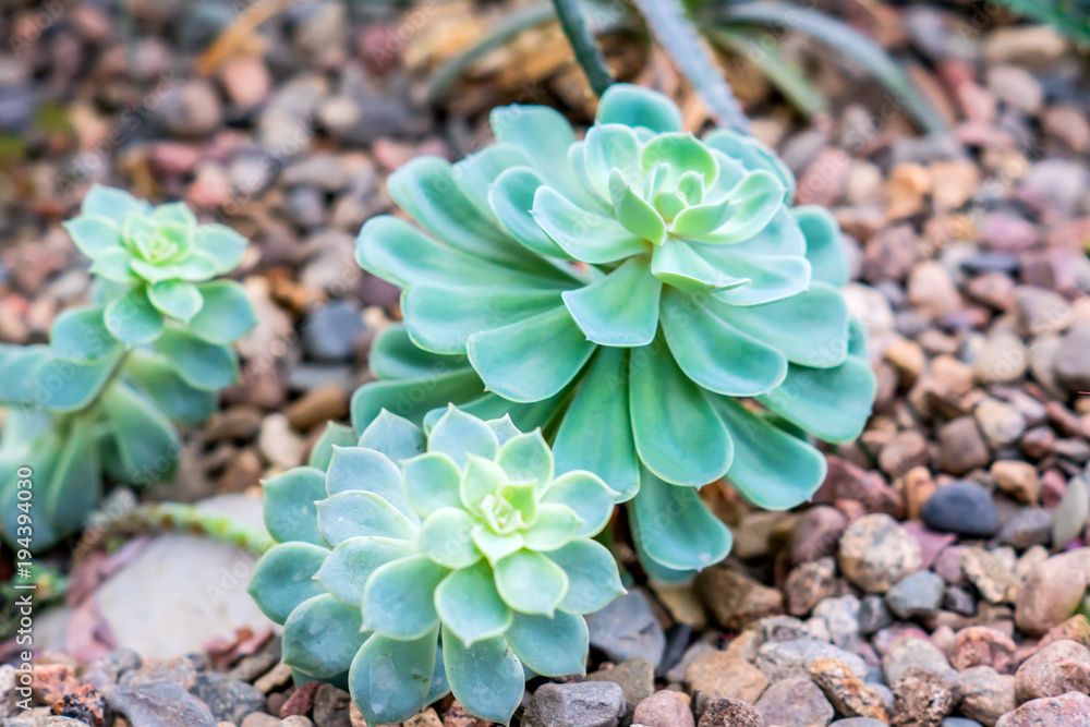 Succulents in desert botanical garden with sand stone pebbles background