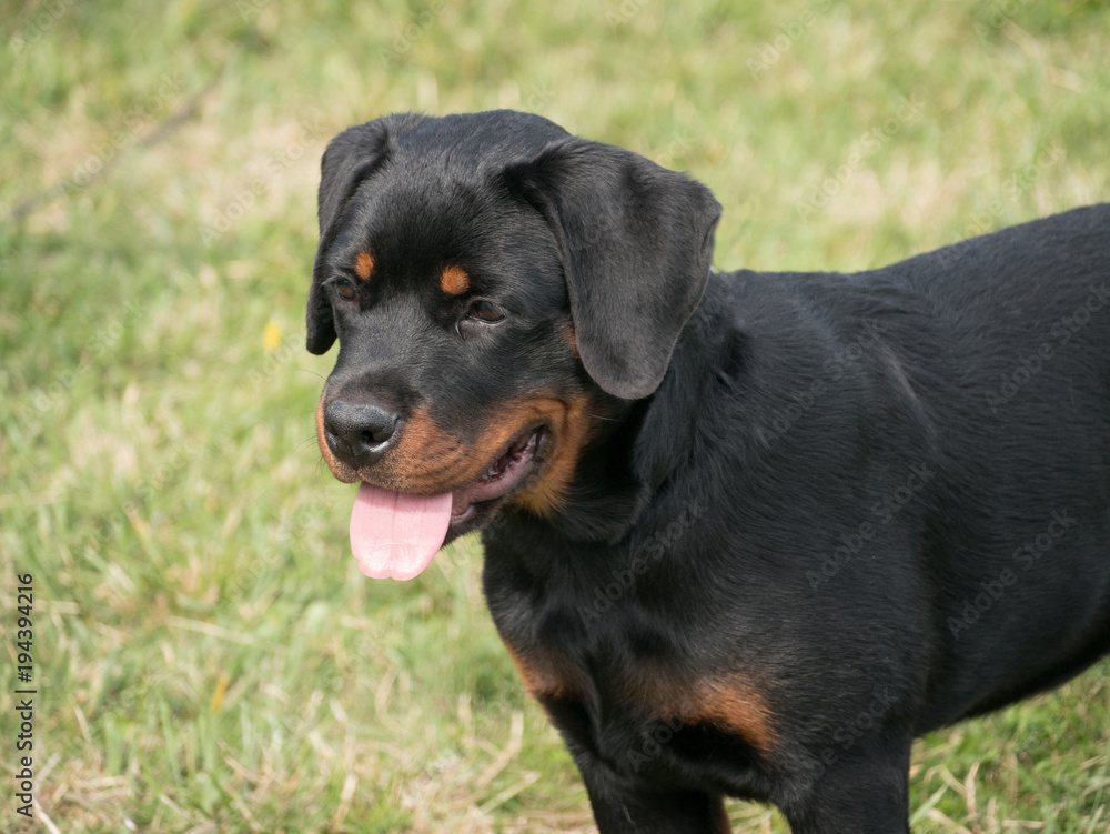 Head shot of Rottweiler. Selective focus on the dog Head shot of Rottweiler. Selective focus on the dog