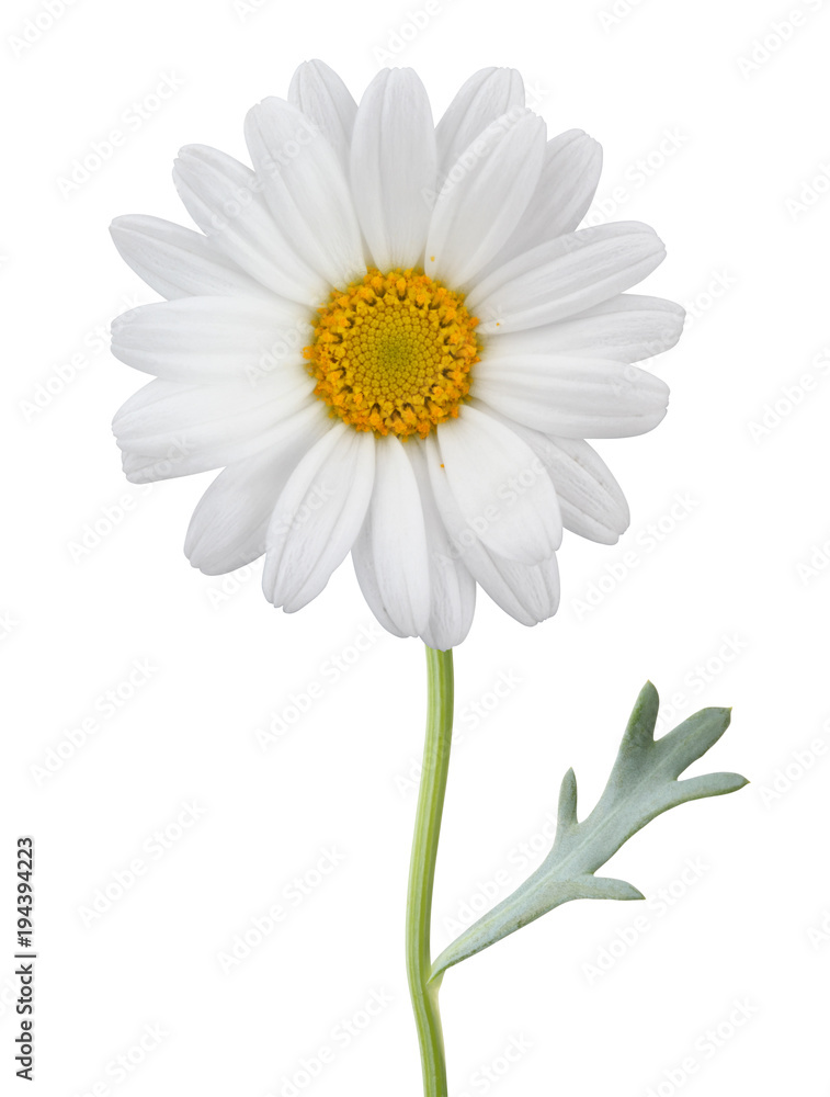 Naklejka premium Daisy (Margerite) isolated on white background, including clipping path.