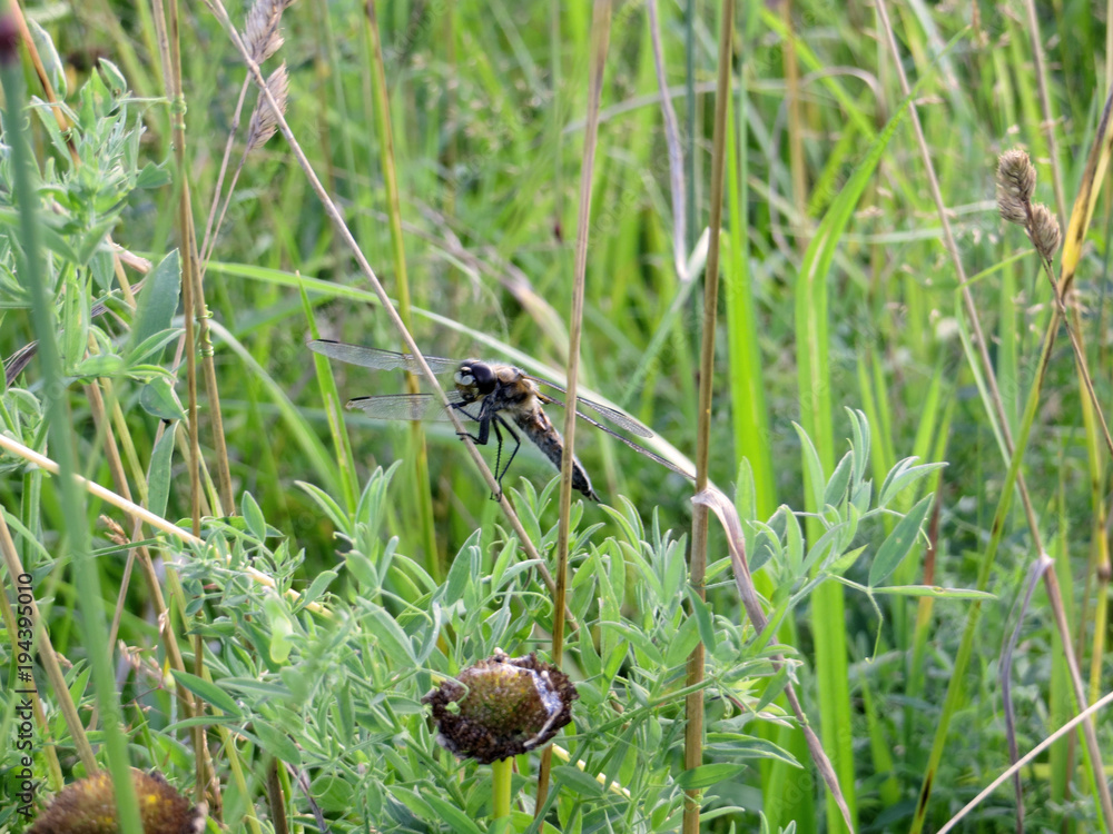 Dragonfly Dragonfly