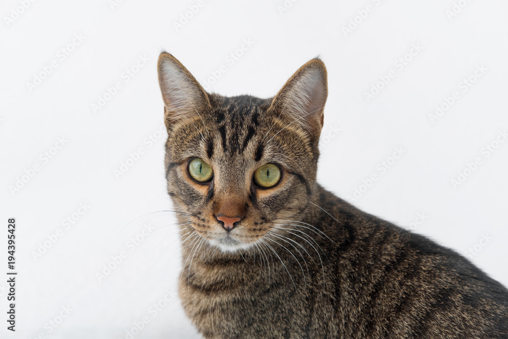 normal tabby cat looking at the camera on a white background isolate