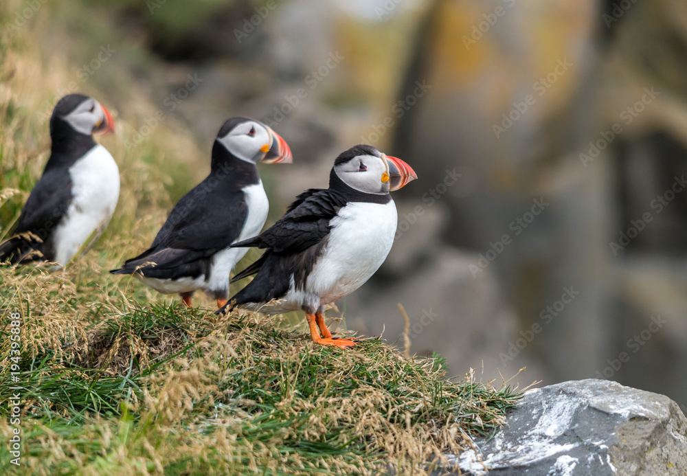 Fototapeta premium The Atlantic puffin, also known as the common puffin