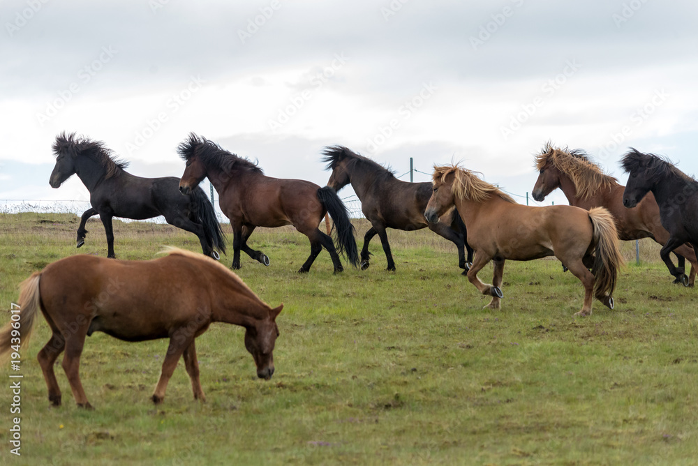 A herd of Icelandic horses in a pasture in Iceland A herd of Icelandic horses in a pasture in Iceland