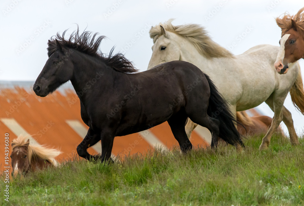 Fototapeta premium A herd of Icelandic horses in a pasture in Iceland