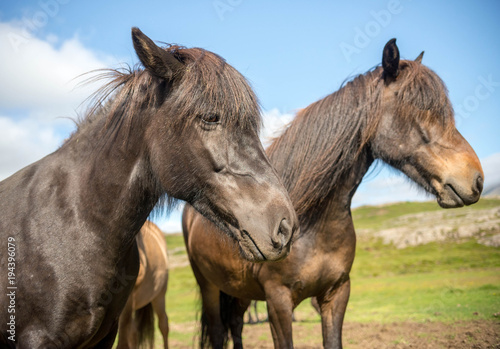 A herd of Icelandic horses in a pasture in Iceland © wjarek