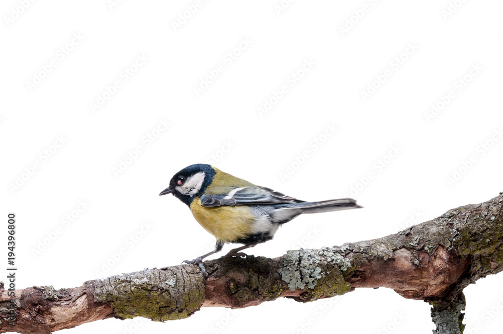 Naklejka premium Great Tit in front of white background