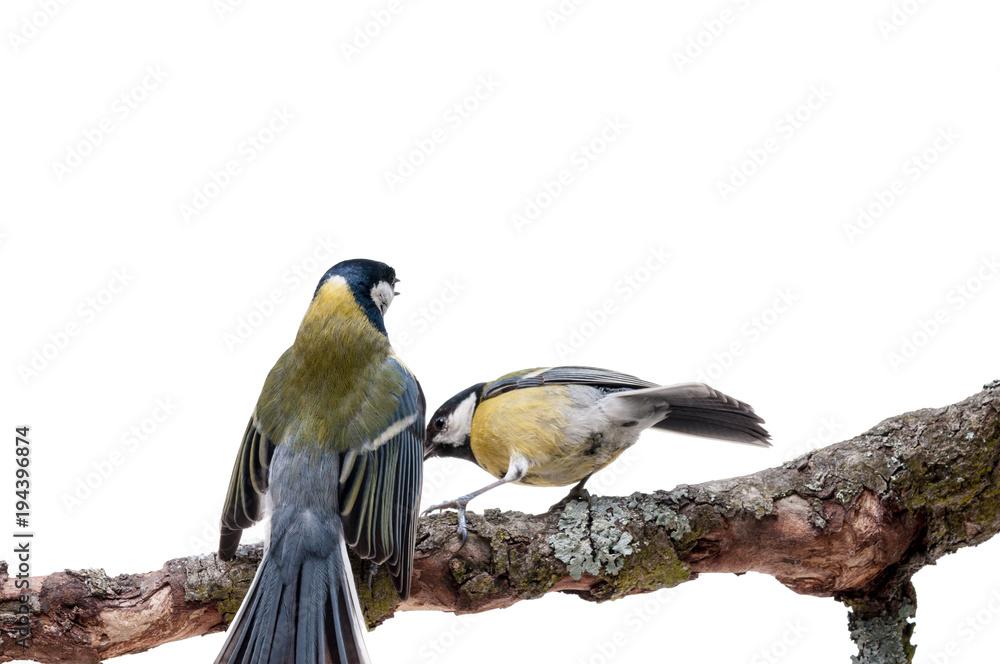 Obraz premium Great Tit in front of white background